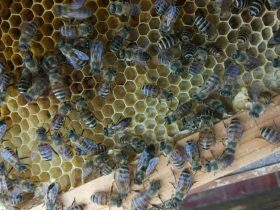 蜜蜂春繁加脾规则有哪些？