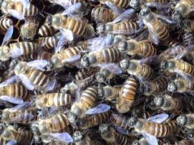 养蜂最新春繁法有哪些关键？