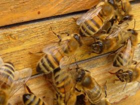 春天蜂太少怎么快速繁衍？