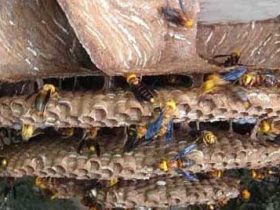 地雷蜂有蜂蜜吗？