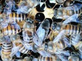 阿坝蜜蜂在南边能够养吗？