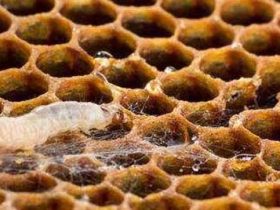 康宽巢虫净对蜜蜂影响大吗？