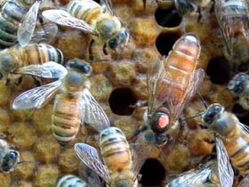 治蜂螨小好方法有哪些？