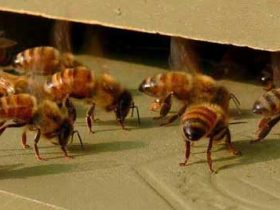 蜜蜂病了用什么药医治？
