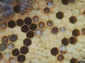 蜜蜂白头蛹会自愈吗？