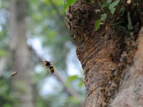 沙巴蜂有蜜吗？沙巴蜂会采花酿蜜，日子习性和东方蜜蜂类似！