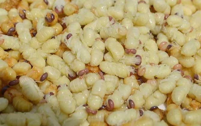 男性吃雄蜂蛹的成效有哪些?不但能增强体质,还能补肾壮阳!