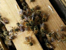 中蜂人工分蜂办法和技巧，主要有三种办法，但都要留意防止回蜂！