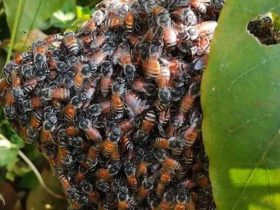 黑色蜜蜂是什么蜂？有毒吗？除雄蜂(单倍体蜜蜂)外都有毒！