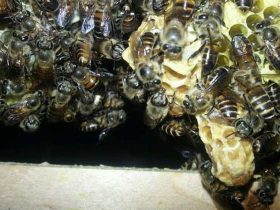 蜜蜂冬季会分群吗？