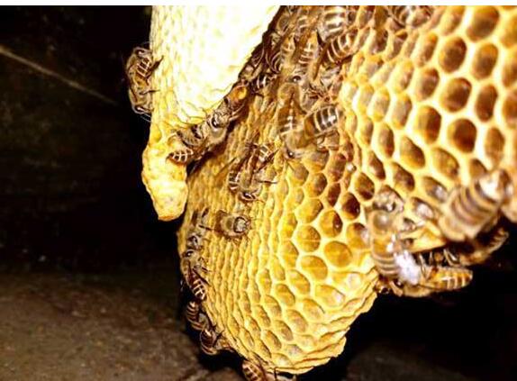 怎样影响中蜂造脾 怎样让蜜蜂快速造脾