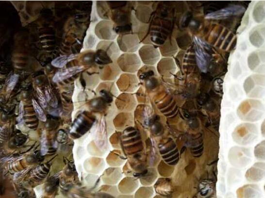 怎样影响中蜂造脾 怎样让蜜蜂快速造脾