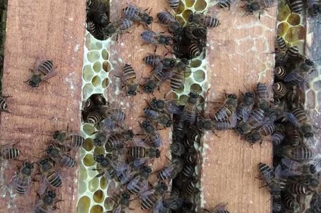 中蜂同巢双王的养殖技能