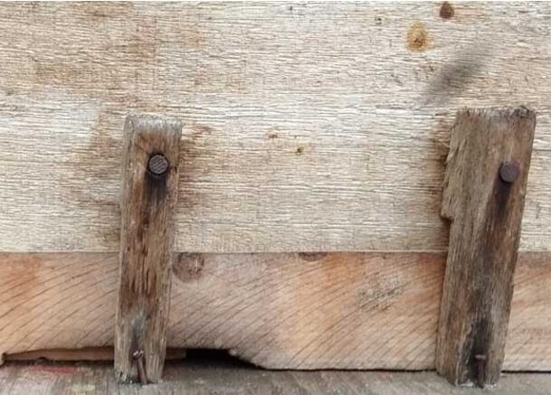 中蜂同巢双王的养殖技能