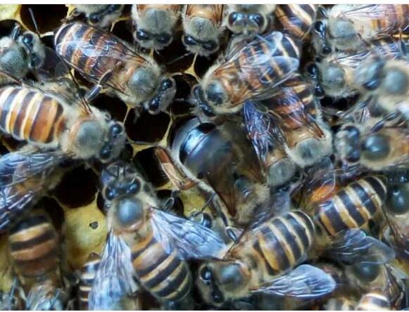 中蜂蜂群失王怎么办