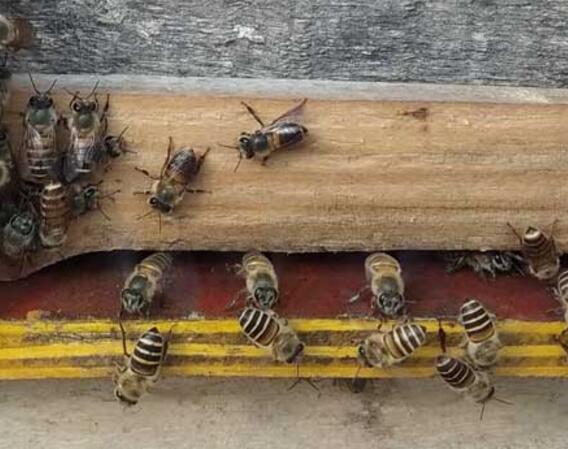 蜂太少怎么快速繁衍