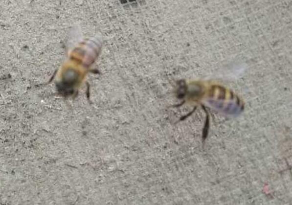 蜂太少怎么快速繁衍