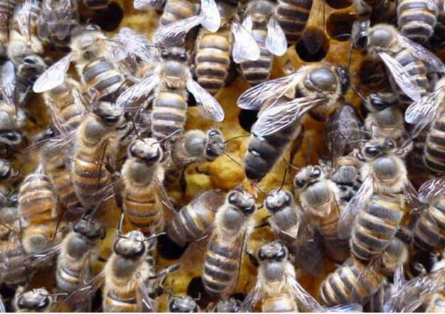 中蜂蜂群失王怎么办