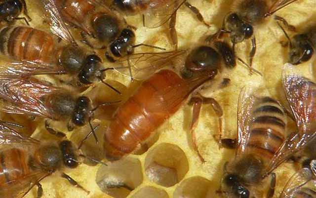 养蜂蜜需要多少成本100箱养蜂利润如何 养蜂赚钱吗