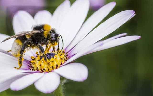 新手养蜂“十一忌”