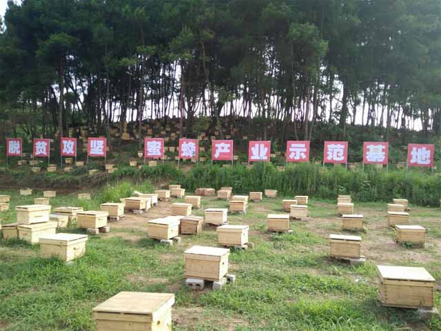 定地养蜂场地的选择!