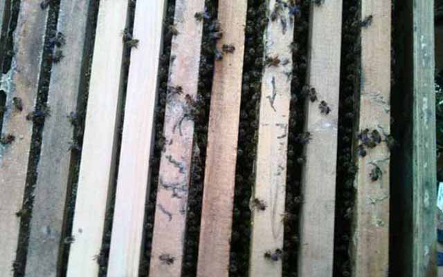 蜜蜂养殖防治蚂蚁的三种方法