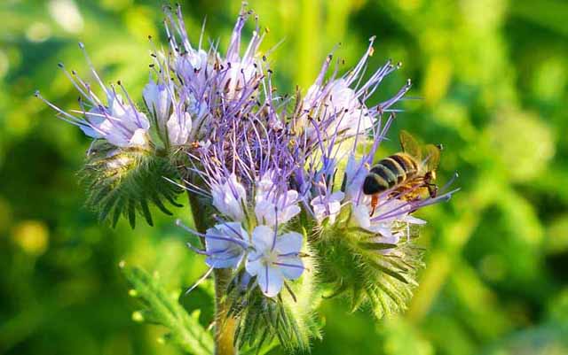 用什么方法可以让中蜂主动换王?