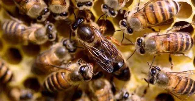 如何划分蜜蜂种类！
