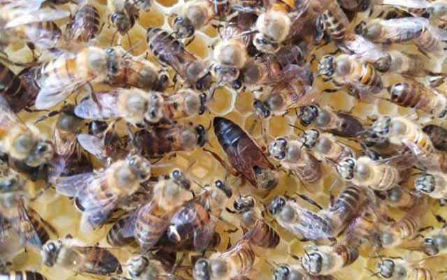 蜜蜂为什么要咬开封盖?