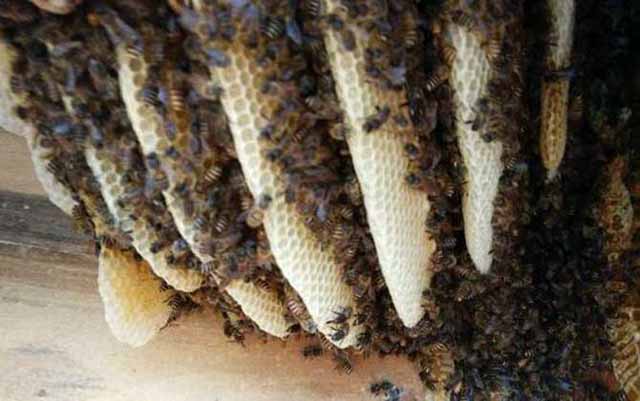 为什么蜂王会突然不产卵