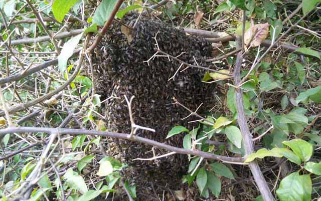 养蜂什么时间换蜂王好?怎样换?有哪些技巧?