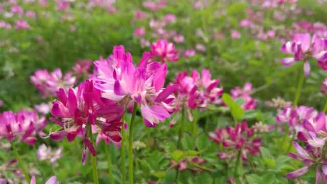 新手养蜂“十一忌”