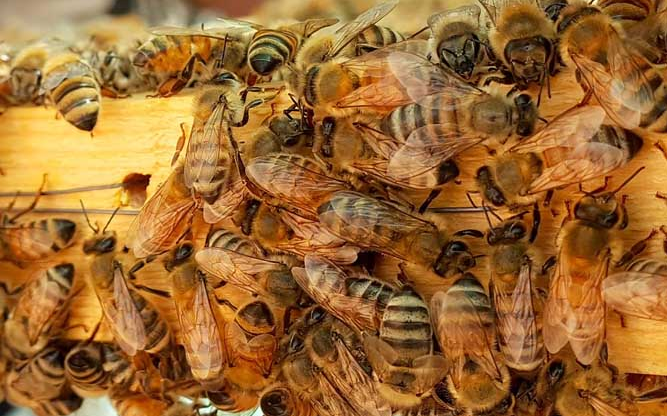 意蜂与中蜂有何差异? 张恢平 蜂业科技