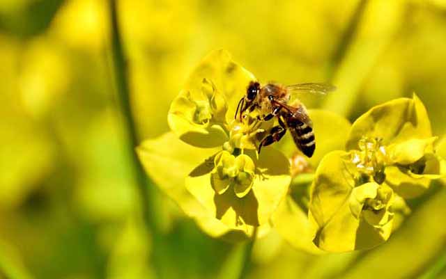 定地放蜂场地的规划