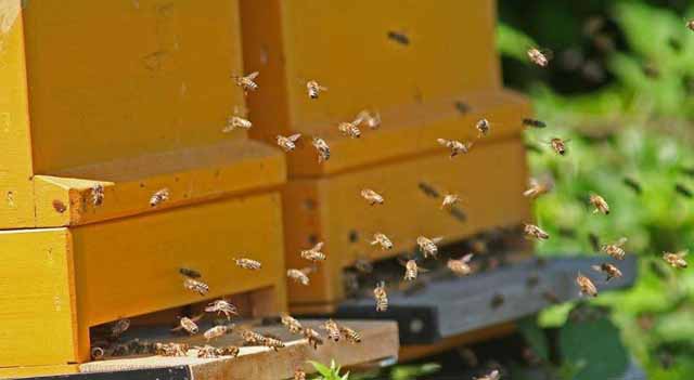 定地放蜂场地的规划