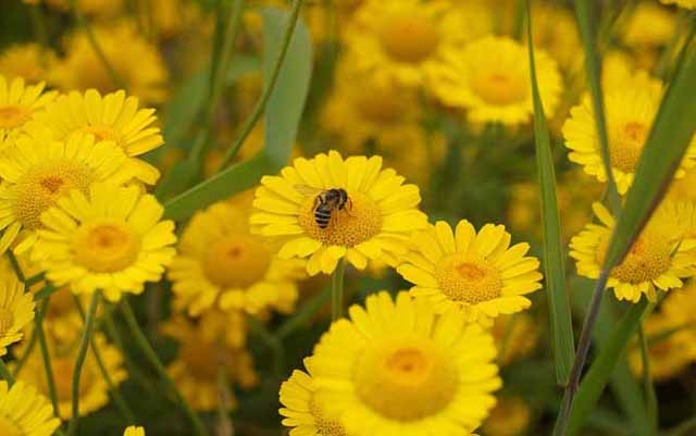 养蜂什么时间换蜂王好?怎样换?有哪些技巧?