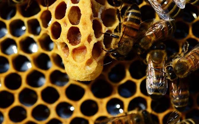 蜂王衰老的表现