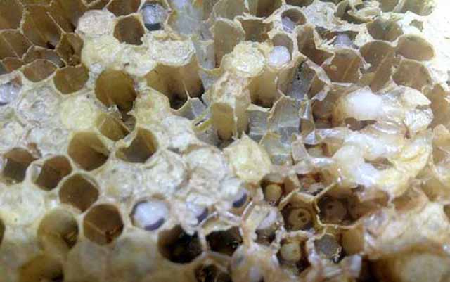 蜂群在一年中的消长与生活规律