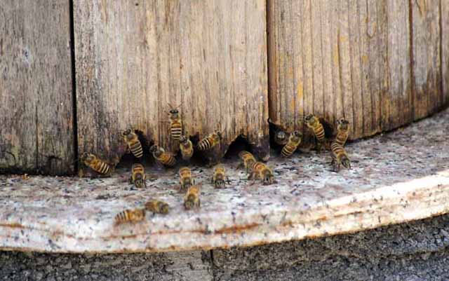 春季购买蜂群需要注意什么?