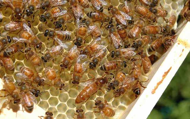 自己动手造蜜蜂巢础