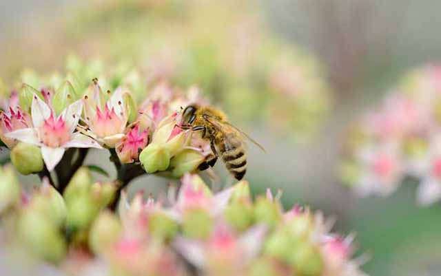 中蜂“秋衰”怎么办？以下措施缓解！
