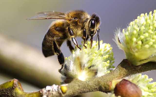 如何寻找野生蜜蜂窝？
