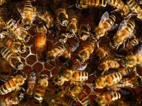 意蜂真的被驯化，跟中蜂有本质区别吗？