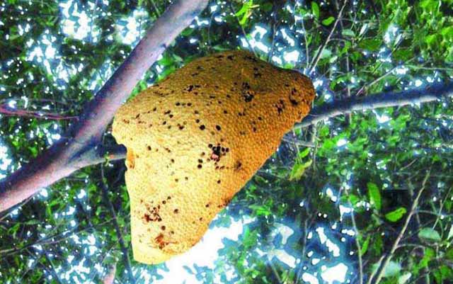 蜜蜂螫人后为什么自己会死！