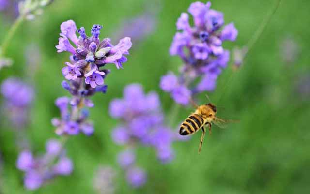 同样都是养蜂,为啥有人能轻松赚钱?