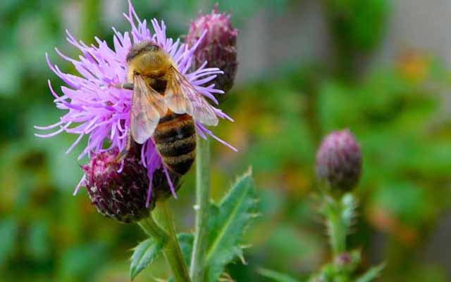 蜂农怎样快速拿到养蜂补贴费用?