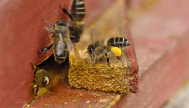 新手养殖蜜蜂蜂箱的尺寸与制作你是否知道?