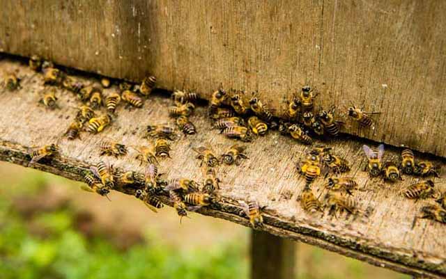 养殖中蜂,哪个季节蜜蜂最容易逃跑?