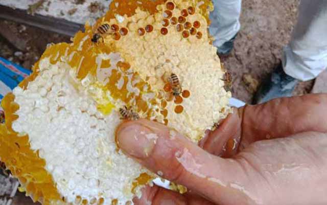 中蜂转场后零散蜂收集方法