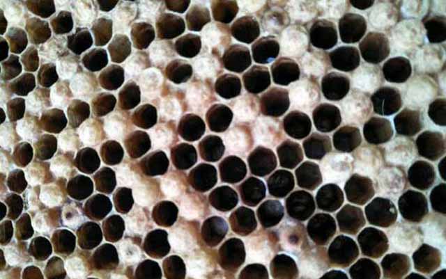 意蜂蜜一年收质量就有中蜂蜜好了吗？